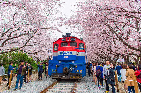 关于樱花节的摄影照片_镇海郡行节是韩国最大的樱花节。