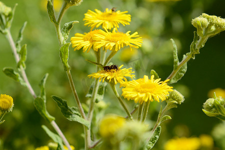 黄色普通蓬蓬花与一只小蜜蜂