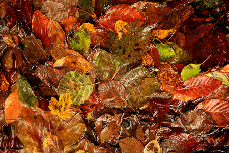 秋天和秋天五颜六色的叶子在水中，阴影和灯光，黄色，reg，橙色和绿色在自然背景中。