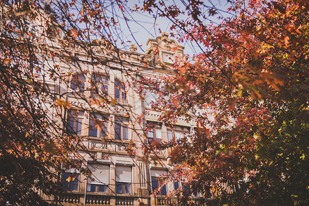 树立面摄影照片_穿过秋叶的建筑物立面