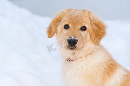 坐在雪地里的一只可爱的金毛猎犬的画像。