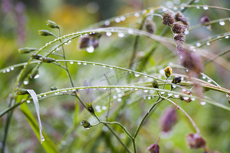 田间植物和花朵上的露珠，晨露和雨滴宏