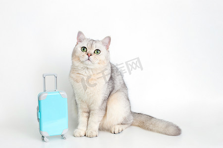 可爱的白猫坐在白色背景上，带着一个蓝色手提箱