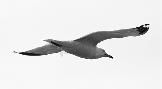 太师椅黑白摄影照片_与海鸥的黑白图片