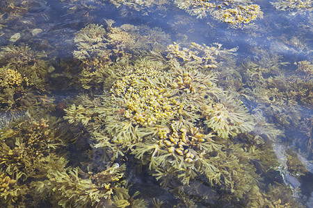 白海的海藻