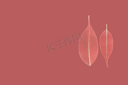 红色背景上的两个镂空叶榕 (Ficus benjamina)。