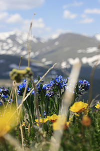 紫山摄影照片_有山背景的花