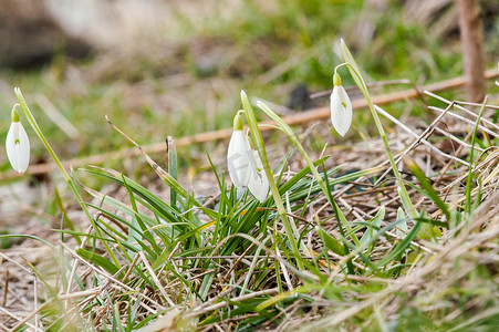 报春花花雪花莲