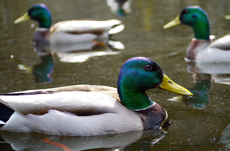 喝雄黄酒摄影照片_华盛顿州萨马米什黄湖上的雄性野鸭。