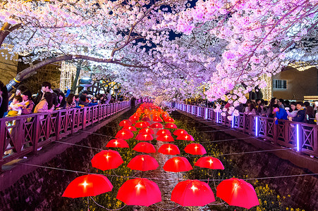 镇海郡行节是韩国最大的樱花节。