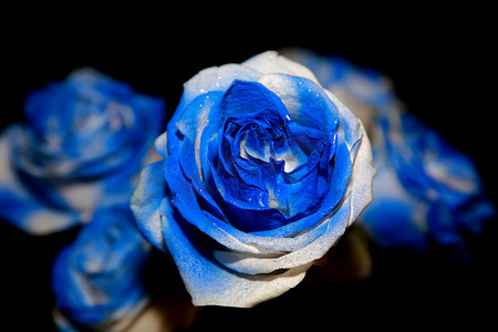 蓝玫瑰摄影照片_蓝玫瑰花束