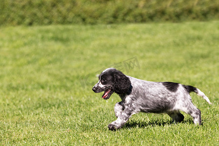 公鸡英语摄影照片_英国可卡犬幼犬