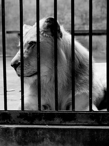 笼子摄影照片_关在笼子里的狮子