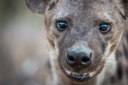 一只斑点鬣狗盯着镜头。