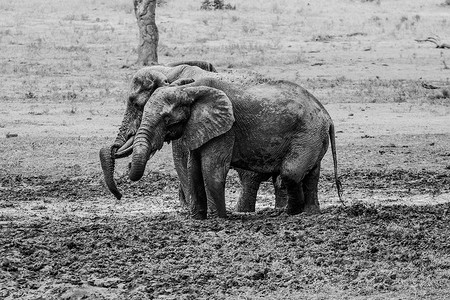 两只大象在克鲁格国家公园洗黑白泥浴