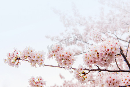 柔和焦点的樱花，韩国的樱花季，背景