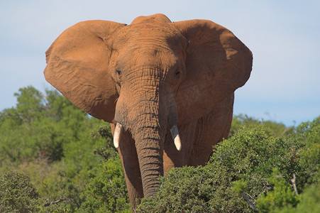 温和的摄影照片_耳朵张开的非洲大象