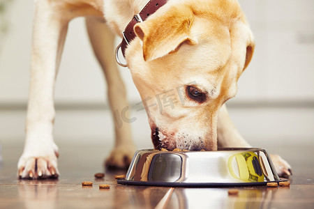 狗狗吃东西摄影照片_饿狗