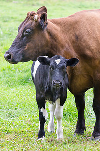 有黑白小牛的站立的棕色母牛