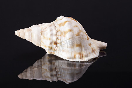 黑色背景中孤立的海洋蜗牛、马海螺的单海壳