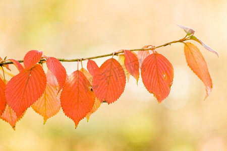 秋叶黄色摄影照片_樱桃树上的秋叶