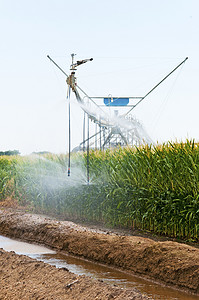 玉米田的中心枢轴灌溉