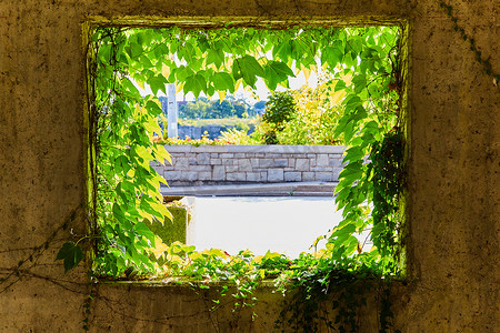 开窗的水泥墙覆盖着充满活力的绿色藤蔓，望向明亮的外面