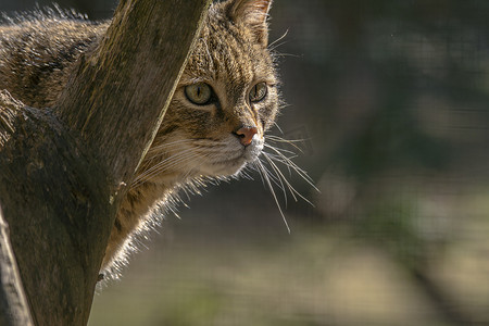 绿季叶林中的野猫