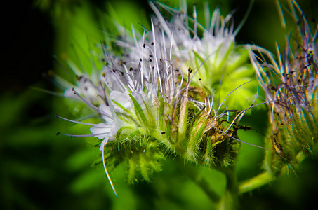 phacelia 花 tanacetifolia 和卑微的蜜蜂的特写镜头收集花蜜