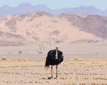 走在纳米布沙漠的公鸵鸟