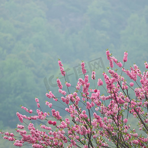 桃树开花