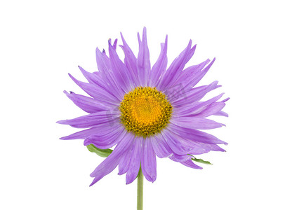 孤立的紫翠菊花微距拍摄