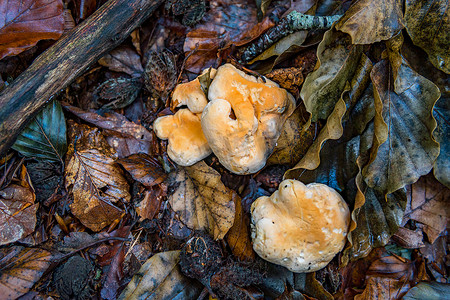 Hydnum repandum 面包茬蘑菇真菌在五颜六色的秋天森林里