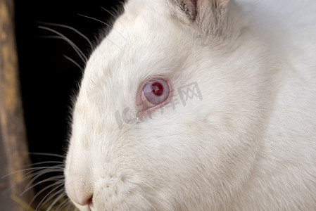 白兔的肖像