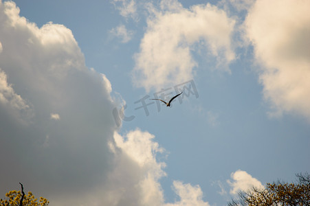 鸟儿飞翔在布满白云的蓝天