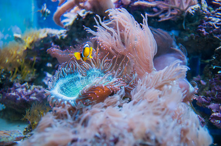 水族馆里的珊瑚