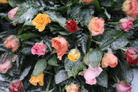 雪地玫瑰摄影照片_雪地里的混合玫瑰花束