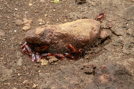 一群蟑螂围着一块石头。特写蟑螂在墙上的六只腿、翅膀和头上的两个天线，棕色