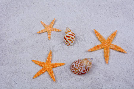 沙子背景中的橙色海星和贝壳