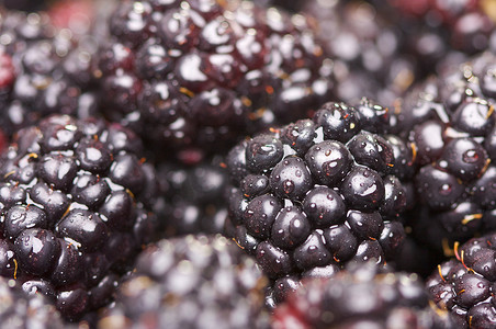 露水滴落摄影照片_与水滴的宏观黑莓