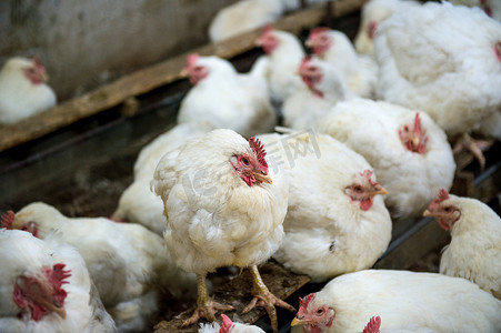 残忍摄影照片_农场病鸡或悲伤鸡、流行病、禽流感、健康问题。