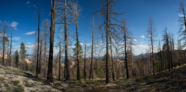 布莱斯峡谷国家公园被烧毁的森林