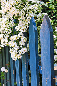 有白色花的蓝色篱芭