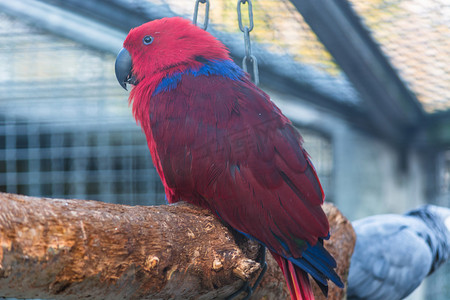 蓝色纸质背景摄影照片_有红色和蓝色羽毛的鹦鹉。