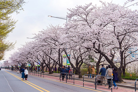 韩国首尔樱花节。