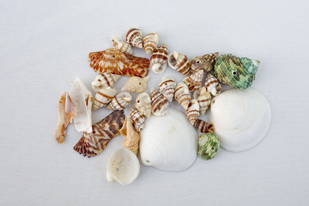 白色背景上的海贝壳装饰