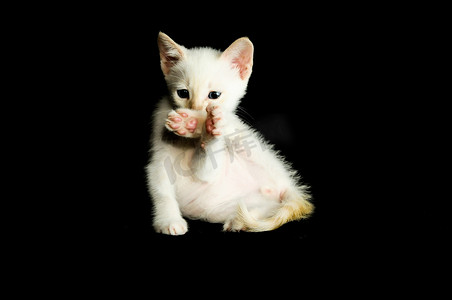 白色幼小猫