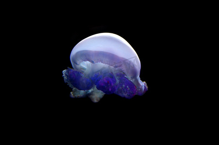 发光水母摄影照片_海蜇