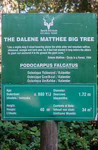 在 Dalene Matthee 大树上签名