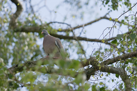野木鸽坐在绿叶间的桦树枝上